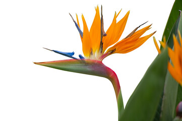 strelitzia flower isolated