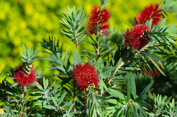 callistemon shrub, close-up