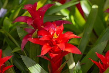 evergreen plant Guzmania, close-up
