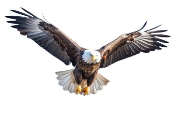A Bald Eagle is flying. Its wings were stretched wide. isolation from all other visual influences exclusive focus on the white background