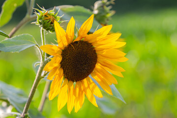 sunflower flower close up in summer