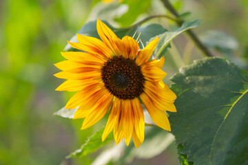 sunflower flower close up in summer