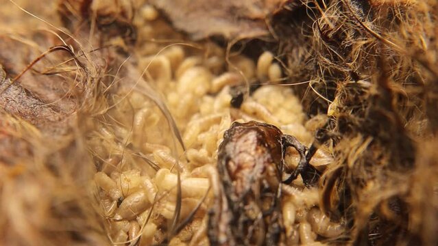 Larvae of flies on a cat's carcass.
The life cycle of flies and their role in disposing of dead bodies.
Closeup of insects, Insect. Housefly larva.
Bug, bugs.
Wildlife, Wild nature.
Animals, animal