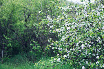 Fototapeta na wymiar Blossoming apple tree. A flower on a tree. Spring