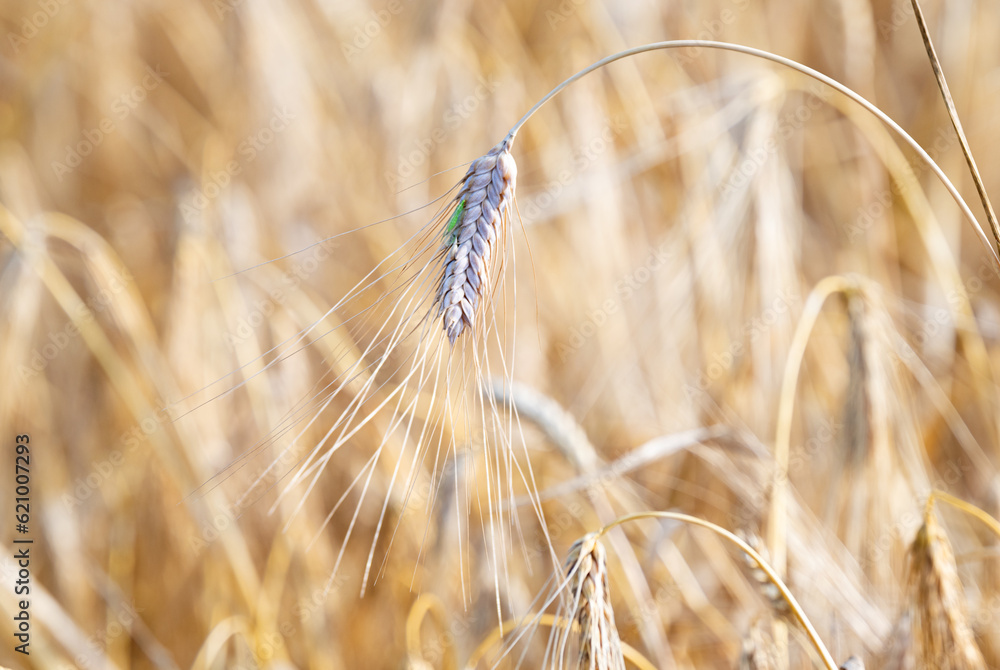 Poster field with ears of wheat in the summer