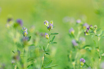 alfalfa flowers close up in summer