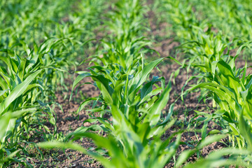 field with green corn in summer