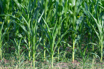 field with green corn in summer