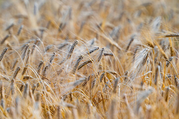 Fototapeta premium field with ears of wheat in the summer