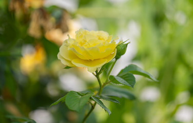 yellow rose close-up