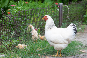 hen with chickens on the farm