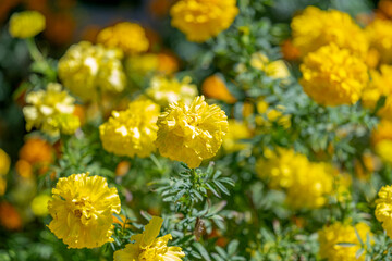 yellow marigold flowers close up