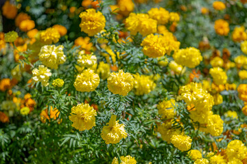 yellow marigold flowers close up