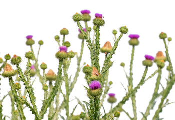 prickly tartar on a white background
