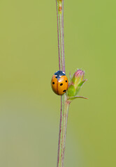 ladybug on a blade of grass close-up