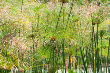 Obraz premium Cyperus papyrus closeup