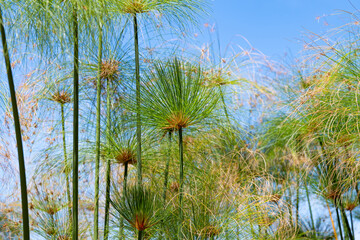 Cyperus papyrus closeup