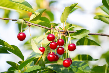 cherry berries on a tree in summer