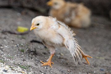 little chickens on the farm