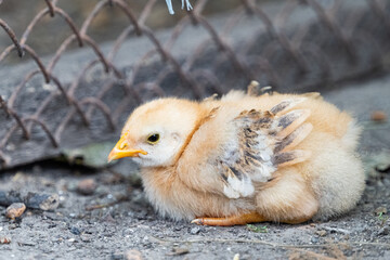 little chickens on the farm