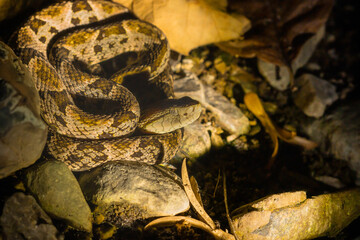 Fer-de-lance (Bothrops asper), camouflaged in Costa Rica