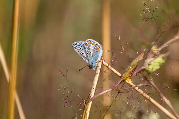 A Common blue butterfly (Polyommatus icarus), showing underwing, perched on delicate grasses  with a blurred background.