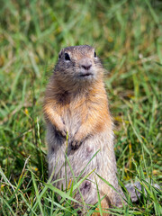 Prairie dog standing on its hind legs and looks up