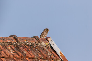 A Little owl (Athene noctua) perched on top of a barn roof with a blue sky background.