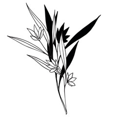 Vector botanical illustration, twig with leaves and flowers, outline and silhouette. Garden, field, meadow wild plants collected in bouquet collection. Vector illustration isolated on background.