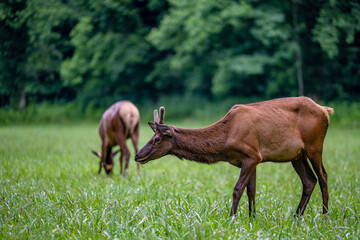 elk grazing