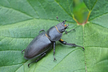 one big black brown beetle sits on a green leaf of a plant in summer nature
