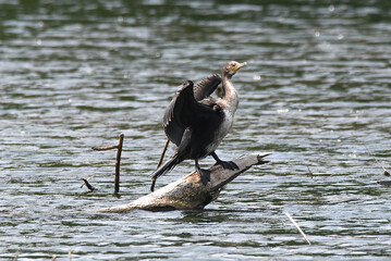 Komoran breitet Flügel aus