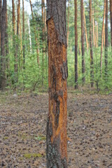 one sick brown pine with dry fallen bark in the forest