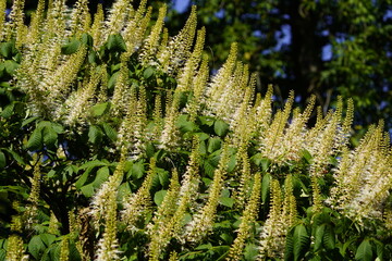 Aesculus parviflora, the bottlebrush buckeye, is a species of suckering deciduous shrub in the family Sapindaceae. Hanover – Berggarten, Germany.
