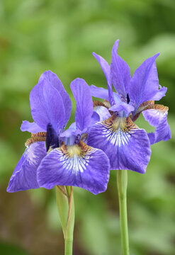 Pair of Flowering Siberian Iris Flower Blossoms