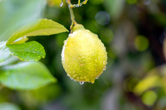 lemon on tree