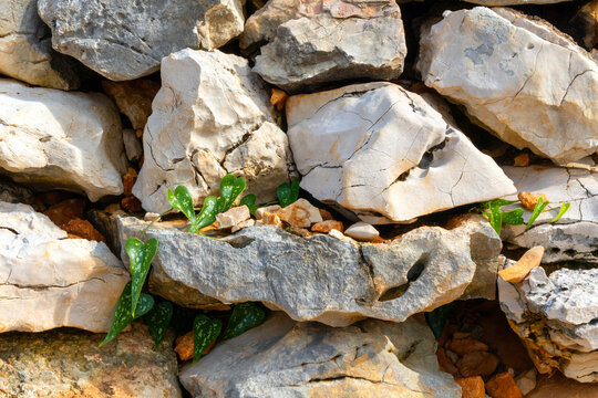 stone wall with plant