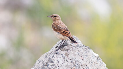 red backed shrike