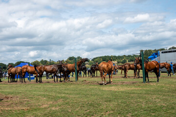 polo horses at Cowdray Park West Sussex