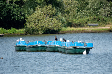 Fototapeta na wymiar cormorants and gulls perched on boats in the water