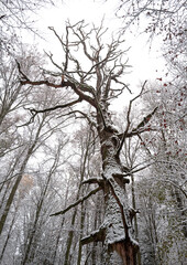 Obraz premium snow covered tree touches the sky
