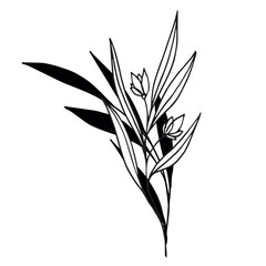 Vector botanical illustration, twig with leaves and flowers, outline and silhouette. Garden, field, meadow wild plants collected in bouquet collection. Vector illustration isolated on background.