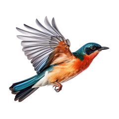 lilac roller isolated on transparent background cutout