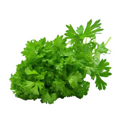 bunch of parsley isolated on transparent background cutout