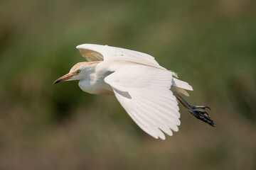 Cattle egret glides over floodplain spreading wings