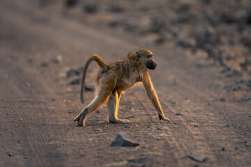 Chacma baboon crosses sandy road in sunshine