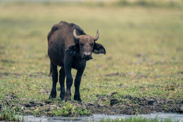 Cape buffalo calf stands on grassy riverbank