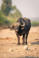 Cape buffalo stands among rocks chewing cud