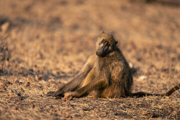 Fototapeta premium Chacma baboon sits on ground closing eyes