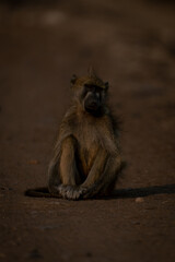 Chacma baboon sits on track watching camera